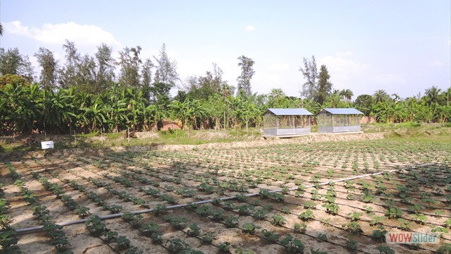 Implementation of integrated farming system project at KVK-Instructional Farm