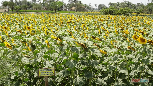 Popularization of Sunflower crop in Bankura District under Tribal Sub-Plan programme