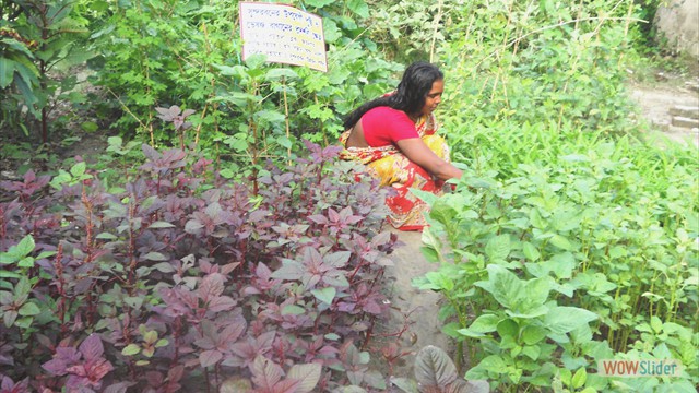 Promotion of backyard nutrition garden under Nutritional Security Project