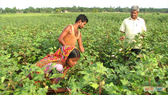 Utilization of saline rice fallow through cotton cultivation programme of KVK